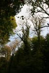 Click on one of the size names above to enlarge this image Click on one of the size names above to enlarge this image