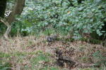 Click on one of the size names above to enlarge this image Click on one of the size names above to enlarge this image