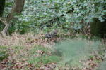 Click on one of the size names above to enlarge this image Click on one of the size names above to enlarge this image
