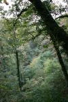 Click on one of the size names above to enlarge this image Click on one of the size names above to enlarge this image