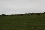 Click on one of the size names above to enlarge this image Click on one of the size names above to enlarge this image