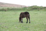 Click on one of the size names above to enlarge this image Click on one of the size names above to enlarge this image