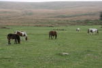 Click on one of the size names above to enlarge this image Click on one of the size names above to enlarge this image