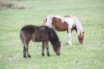 Click on one of the size names above to enlarge this image Click on one of the size names above to enlarge this image