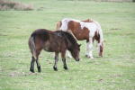 Click on one of the size names above to enlarge this image Click on one of the size names above to enlarge this image