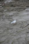 Click on one of the size names above to enlarge this image Click on one of the size names above to enlarge this image