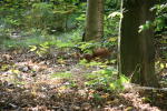 Click on one of the size names below to enlarge this image