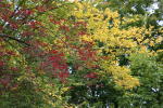 Click on one of the size names above to enlarge this image Click on one of the size names above to enlarge this image