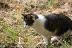Click on one of the size names above to enlarge this image Click on one of the size names above to enlarge this image