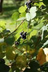 Click on one of the size names above to enlarge this image Click on one of the size names above to enlarge this image