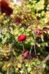 Click on one of the size names above to enlarge this image Click on one of the size names above to enlarge this image