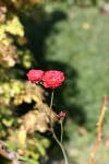 Click on one of the size names above to enlarge this image Click on one of the size names above to enlarge this image
