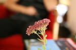 Click on one of the size names above to enlarge this image Click on one of the size names above to enlarge this image