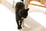 Click on one of the size names above to enlarge this image Click on one of the size names above to enlarge this image