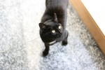 Click on one of the size names above to enlarge this image Click on one of the size names above to enlarge this image
