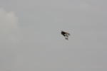 Click on one of the size names above to enlarge this image Click on one of the size names above to enlarge this image