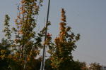 Click on one of the size names above to enlarge this image Click on one of the size names above to enlarge this image
