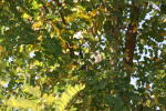 Click on one of the size names above to enlarge this image Click on one of the size names above to enlarge this image