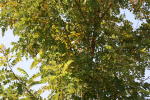 Click on one of the size names above to enlarge this image Click on one of the size names above to enlarge this image