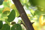 Click on one of the size names above to enlarge this image Click on one of the size names above to enlarge this image