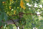 Click on one of the size names above to enlarge this image Click on one of the size names above to enlarge this image