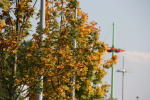 Click on one of the size names above to enlarge this image Click on one of the size names above to enlarge this image