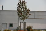 Click on one of the size names above to enlarge this image Click on one of the size names above to enlarge this image