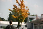 Click on one of the size names above to enlarge this image Click on one of the size names above to enlarge this image