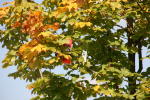 Click on one of the size names above to enlarge this image Click on one of the size names above to enlarge this image