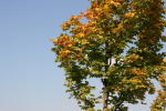 Click on one of the size names above to enlarge this image Click on one of the size names above to enlarge this image