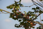 Click on one of the size names above to enlarge this image Click on one of the size names above to enlarge this image