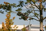 Click on one of the size names above to enlarge this image Click on one of the size names above to enlarge this image
