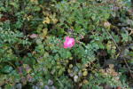 Click on one of the size names above to enlarge this image Click on one of the size names above to enlarge this image