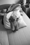 Click on one of the size names above to enlarge this image Click on one of the size names above to enlarge this image