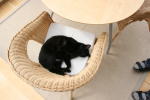 Click on one of the size names above to enlarge this image Click on one of the size names above to enlarge this image