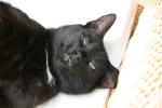 Click on one of the size names above to enlarge this image Click on one of the size names above to enlarge this image