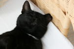 Click on one of the size names above to enlarge this image Click on one of the size names above to enlarge this image