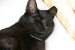 Click on one of the size names above to enlarge this image Click on one of the size names above to enlarge this image