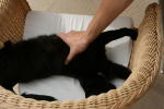 Click on one of the size names above to enlarge this image Click on one of the size names above to enlarge this image