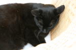 Click on one of the size names above to enlarge this image Click on one of the size names above to enlarge this image