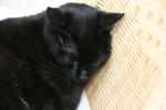 Click on one of the size names above to enlarge this image Click on one of the size names above to enlarge this image