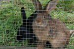 Click on one of the size names above to enlarge this image Click on one of the size names above to enlarge this image