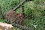 Click on one of the size names above to enlarge this image Click on one of the size names above to enlarge this image