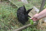Click on one of the size names above to enlarge this image Click on one of the size names above to enlarge this image
