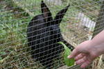 Click on one of the size names above to enlarge this image Click on one of the size names above to enlarge this image