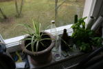 Click on one of the size names above to enlarge this image Click on one of the size names above to enlarge this image