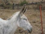 Click on one of the size names above to enlarge this image Click on one of the size names above to enlarge this image