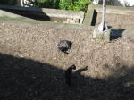 Click on one of the size names above to enlarge this image Click on one of the size names above to enlarge this image