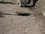 Click on one of the size names below to enlarge this image