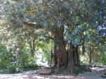 Click on one of the size names below to enlarge this image